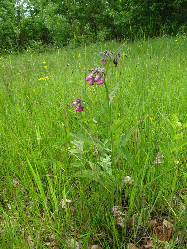 Symphytum officinale - Boraginaceae